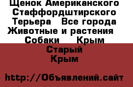 Щенок Американского Стаффордштирского Терьера - Все города Животные и растения » Собаки   . Крым,Старый Крым